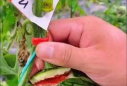 瓜视频,揭秘娱乐圈幕后故事，带你走进明星真实生活